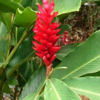 Alpinia purpurata (Vieill.) K.Schum.